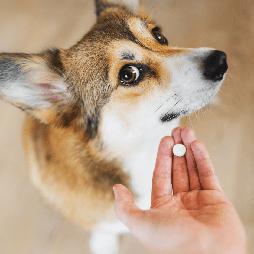 No stress flavor for succes MAU